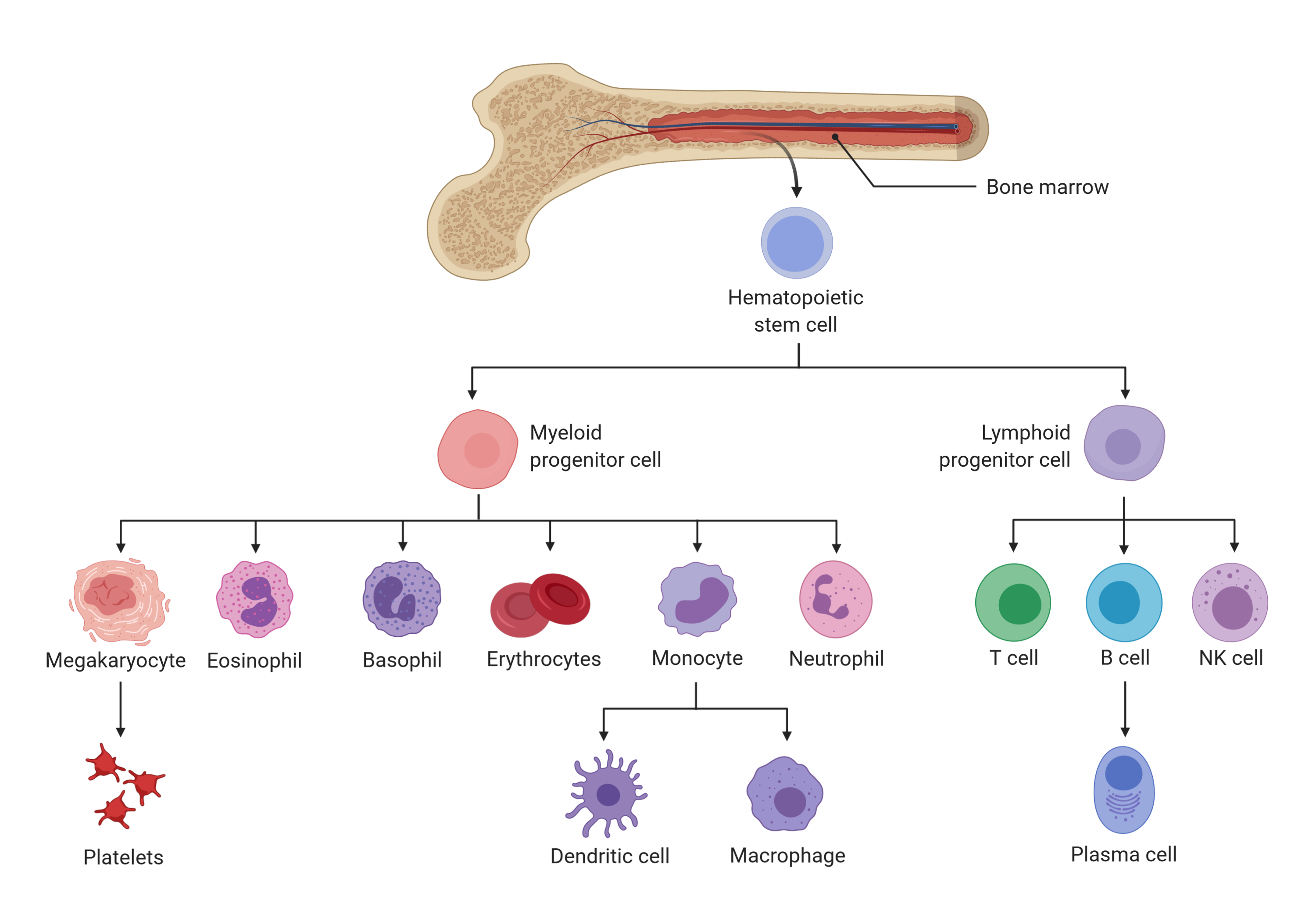 acute-myeloid-leukemia-treatment-and-research-outlook-for-2021-and-the